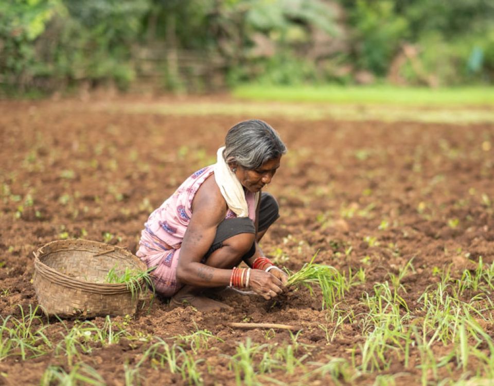 woman in field gathering crops